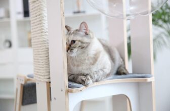 I Found the Best Hidden Litter Box After Testing Several